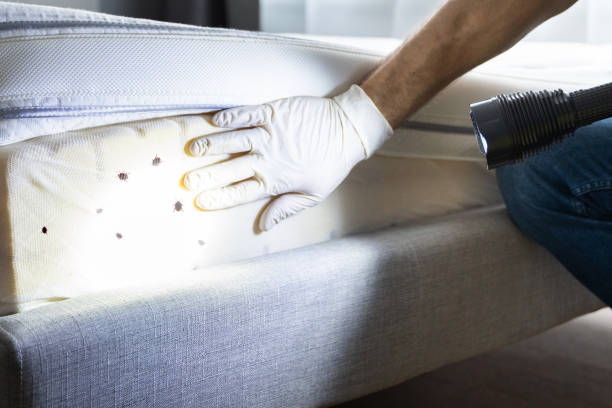 Flea Control Services in Derwood, MD