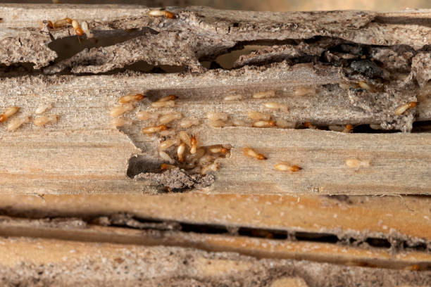 Best Local Pest Control Services  in Derwood, MD